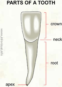 Parts of a tooth  (Visual Dictionary)